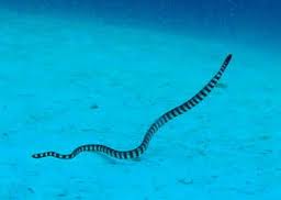 ウミヘビ エラブウミヘビ 石垣島でシュノーケル中に会います 石垣島マリンタイムでシュノーケリングや釣りを楽しもう